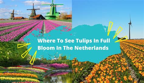 best places to see tulips in netherlands|Best Netherland Tulip Fields to Visit .